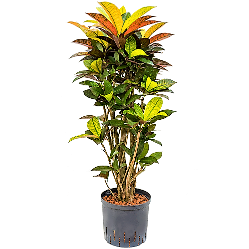 Codiaeum Iceton, Codiaeum Variegatum, Croton - www.FOP.ae Buy online Best and Healthy Plants and quality products guarantee in Dubai Plants Shop in Dubai Abu Dhabi all over UAE Plants near me Fresh Plants in Dubai where to buy plants in UAE - FOP.ae