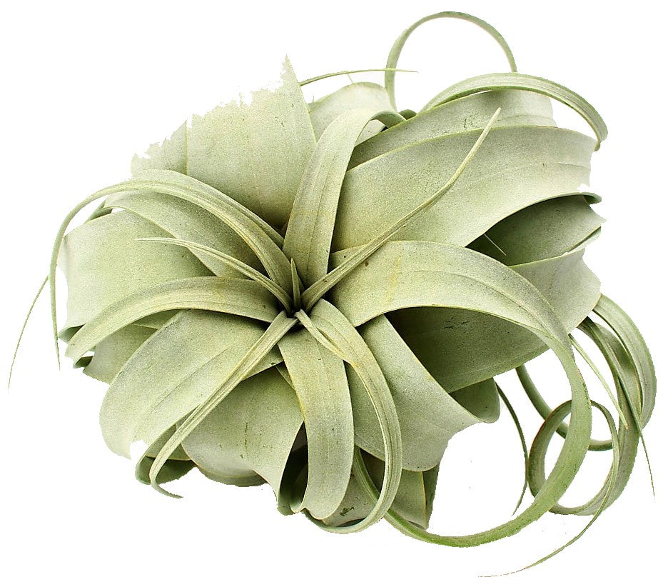 Tillandsia Xerographica - www.FOP.ae Buy online Best and Healthy Plants and quality products guarantee in Dubai Plants Shop in Dubai Abu Dhabi all over UAE Plants near me Fresh Plants in Dubai where to buy plants in UAE - FOP.ae