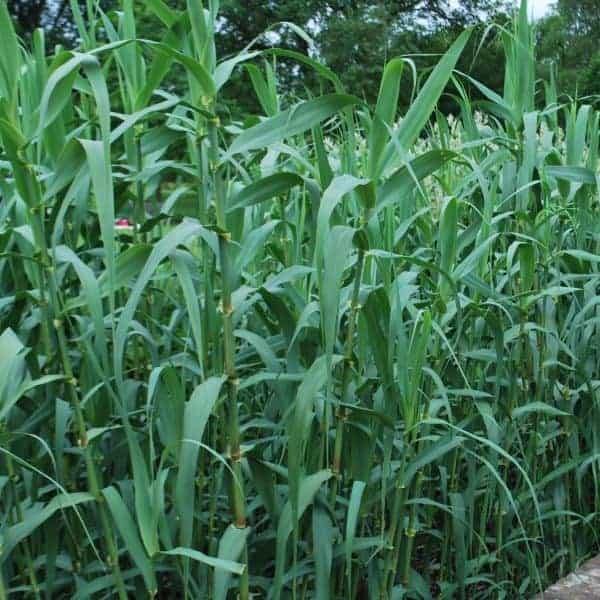 Arundo Donax, Giant Reed - www.FOP.ae Buy online Best and Healthy Plants and quality products guarantee in Dubai Plants Shop in Dubai Abu Dhabi all over UAE Plants near me Fresh Plants in Dubai where to buy plants in UAE - FOP.ae