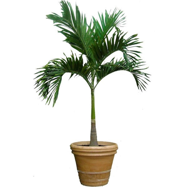 Manila Palm, Veitchia Merrillii - www.FOP.ae Buy online Best and Healthy Plants and quality products guarantee in Dubai Plants Shop in Dubai Abu Dhabi all over UAE Plants near me Fresh Plants in Dubai where to buy plants in UAE - FOP.ae