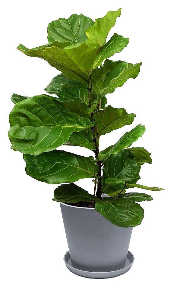 Ficus Lyrata, Fiddle Leaf Fig - www.FOP.ae Buy online Best and Healthy Plants and quality products guarantee in Dubai Plants Shop in Dubai Abu Dhabi all over UAE Plants near me Fresh Plants in Dubai where to buy plants in UAE - FOP.ae