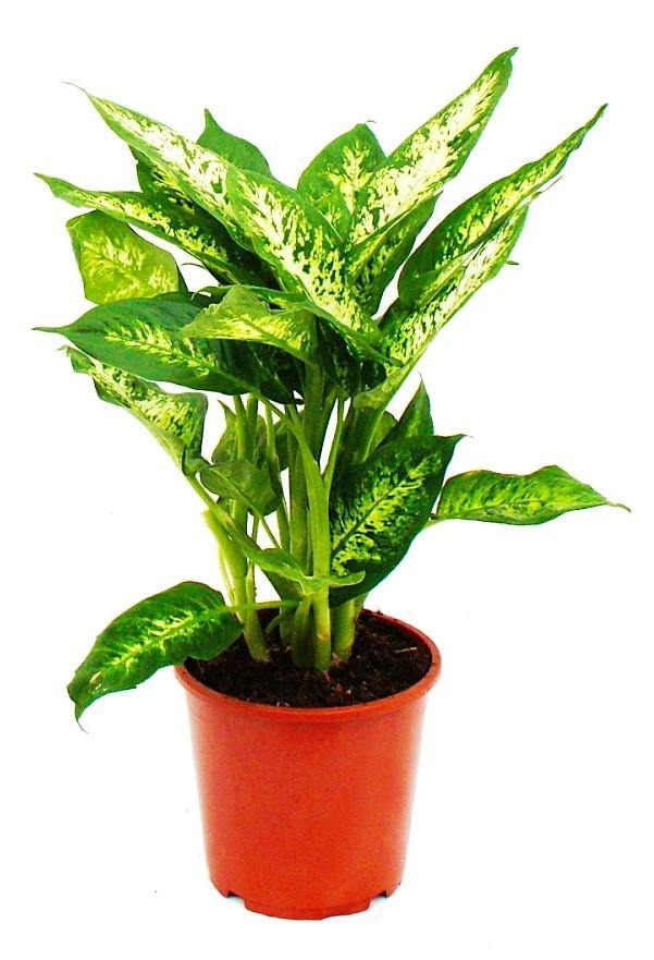 Dieffenbachia, Compacta, Dumb Cane, Leopard Lilly - www.FOP.ae Buy online Best and Healthy Plants and quality products guarantee in Dubai Plants Shop in Dubai Abu Dhabi all over UAE Plants near me Fresh Plants in Dubai where to buy plants in UAE - FOP.ae