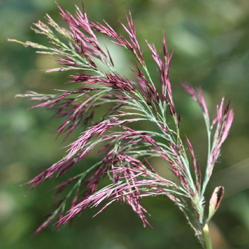 Phragmites Australis, Common Reed - www.FOP.ae Buy online Best and Healthy Plants and quality products guarantee in Dubai Plants Shop in Dubai Abu Dhabi all over UAE Plants near me Fresh Plants in Dubai where to buy plants in UAE - FOP.ae