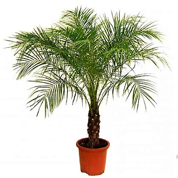 Phoenix Roebelenii, Miniature Date Palm, Dwarf Pygmy Date palm - www.FOP.ae Buy online Best and Healthy Plants and quality products guarantee in Dubai Plants Shop in Dubai Abu Dhabi all over UAE Plants near me Fresh Plants in Dubai where to buy plants in UAE - FOP.ae