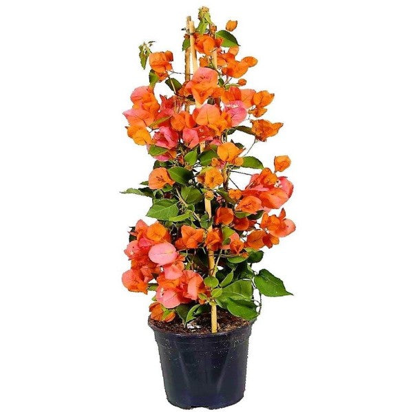 Bougainvillea Spectabilis Orange - www.FOP.ae Buy online Best and Healthy Plants and quality products guarantee in Dubai Plants Shop in Dubai Abu Dhabi all over UAE Plants near me Fresh Plants in Dubai where to buy plants in UAE - FOP.ae