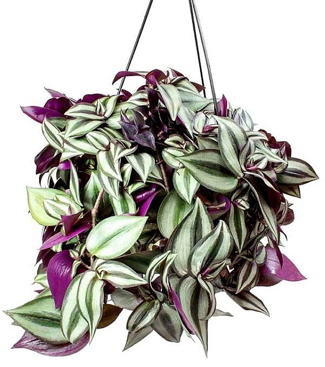 Tradescantia zebrina , Wandering Jew - www.FOP.ae Buy online Best and Healthy Plants and quality products guarantee in Dubai Plants Shop in Dubai Abu Dhabi all over UAE Plants near me Fresh Plants in Dubai where to buy plants in UAE - FOP.ae
