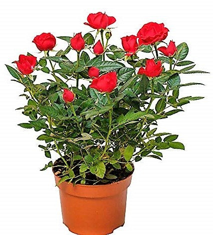 Rose Plant Indoor - www.FOP.ae Buy online Best and Healthy Plants and quality products guarantee in Dubai Plants Shop in Dubai Abu Dhabi all over UAE Plants near me Fresh Plants in Dubai where to buy plants in UAE - FOP.ae
