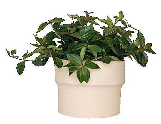 Green Leaf Peperomia , Peperomia Angulate - www.FOP.ae Buy online Best and Healthy Plants and quality products guarantee in Dubai Plants Shop in Dubai Abu Dhabi all over UAE Plants near me Fresh Plants in Dubai where to buy plants in UAE - FOP.ae