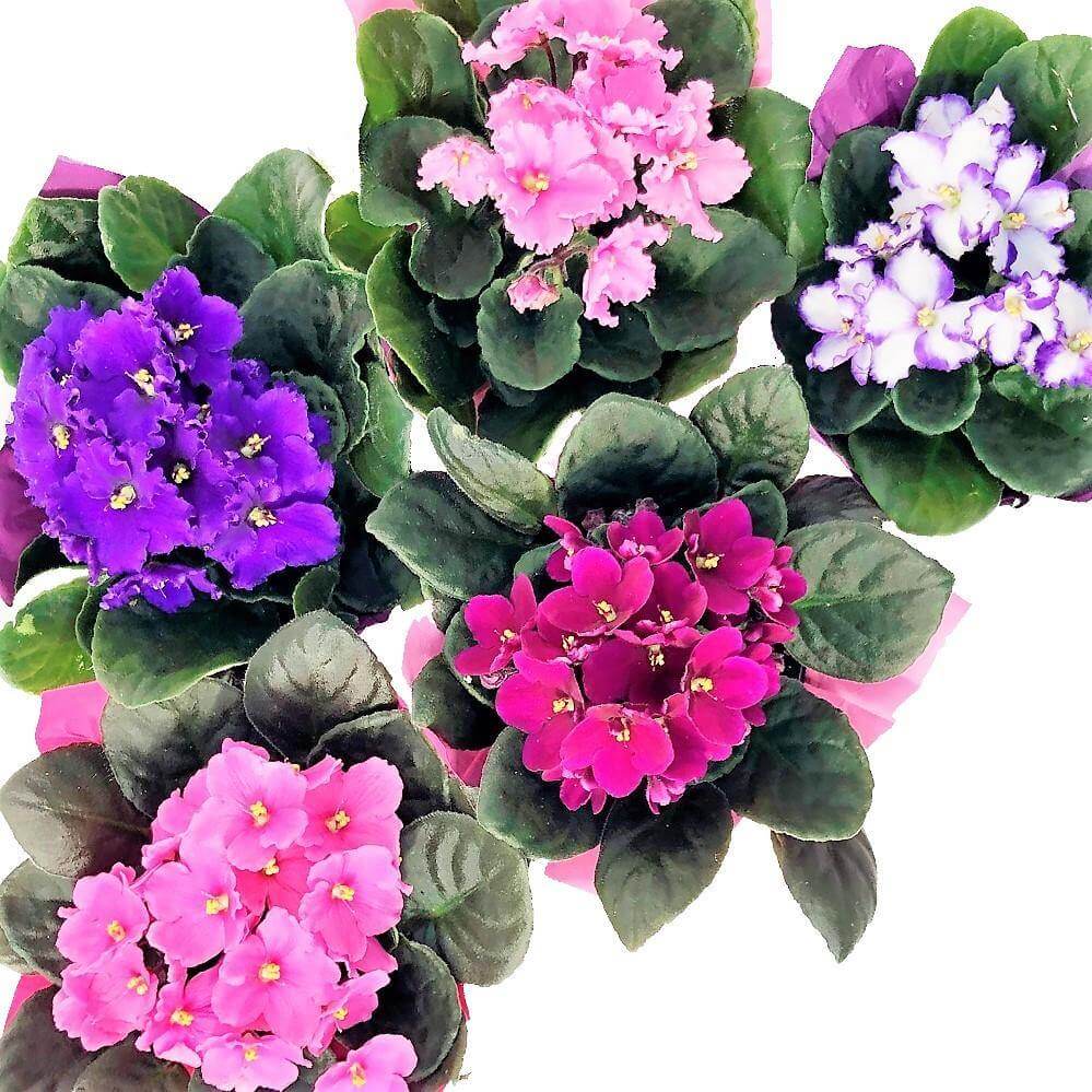 African Violets, Saintpaulia - www.FOP.ae Buy online Best and Healthy Plants and quality products guarantee in Dubai Plants Shop in Dubai Abu Dhabi all over UAE Plants near me Fresh Plants in Dubai where to buy plants in UAE - FOP.ae