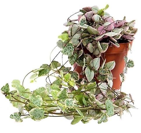 String of Hearts, Ceropegia Woodii, Variegated - www.FOP.ae Buy online Best and Healthy Plants and quality products guarantee in Dubai Plants Shop in Dubai Abu Dhabi all over UAE Plants near me Fresh Plants in Dubai where to buy plants in UAE - FOP.ae