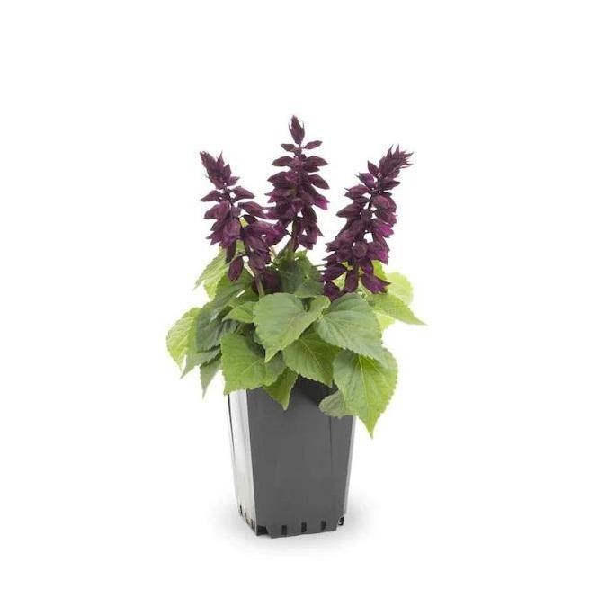 Sage of the diviners (small) - www.FOP.ae Buy online Best and Healthy Plants and quality products guarantee in Dubai Plants Shop in Dubai Abu Dhabi all over UAE Plants near me Fresh Plants in Dubai where to buy plants in UAE - FOP.ae