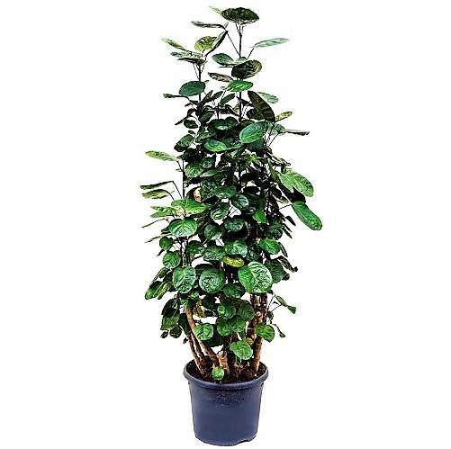 Aralia Fabian, Polyscias Fabian - www.FOP.ae Buy online Best and Healthy Plants and quality products guarantee in Dubai Plants Shop in Dubai Abu Dhabi all over UAE Plants near me Fresh Plants in Dubai where to buy plants in UAE - FOP.ae