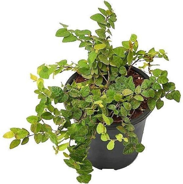 Climbing Fig, Ficus Pumila - www.FOP.ae Buy online Best and Healthy Plants and quality products guarantee in Dubai Plants Shop in Dubai Abu Dhabi all over UAE Plants near me Fresh Plants in Dubai where to buy plants in UAE - FOP.ae