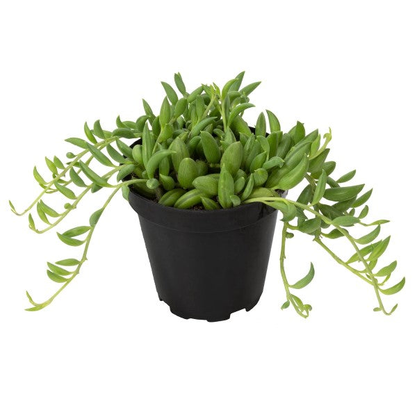 String of Bananas, Senecio Radicans - www.FOP.ae Buy online Best and Healthy Plants and quality products guarantee in Dubai Plants Shop in Dubai Abu Dhabi all over UAE Plants near me Fresh Plants in Dubai where to buy plants in UAE - FOP.ae