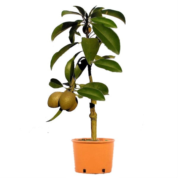 Chicko Tree, Manilkara Zapota - www.FOP.ae Buy online Best and Healthy Plants and quality products guarantee in Dubai Plants Shop in Dubai Abu Dhabi all over UAE Plants near me Fresh Plants in Dubai where to buy plants in UAE - FOP.ae