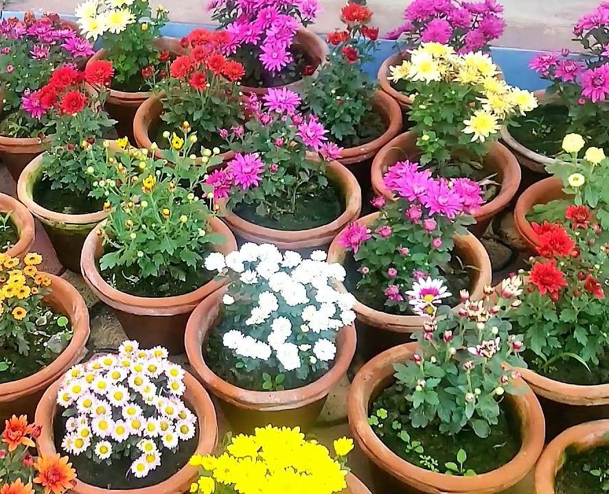 Chrysanthemum mix assorted - www.FOP.ae Buy online Best and Healthy Plants and quality products guarantee in Dubai Plants Shop in Dubai Abu Dhabi all over UAE Plants near me Fresh Plants in Dubai where to buy plants in UAE - FOP.ae