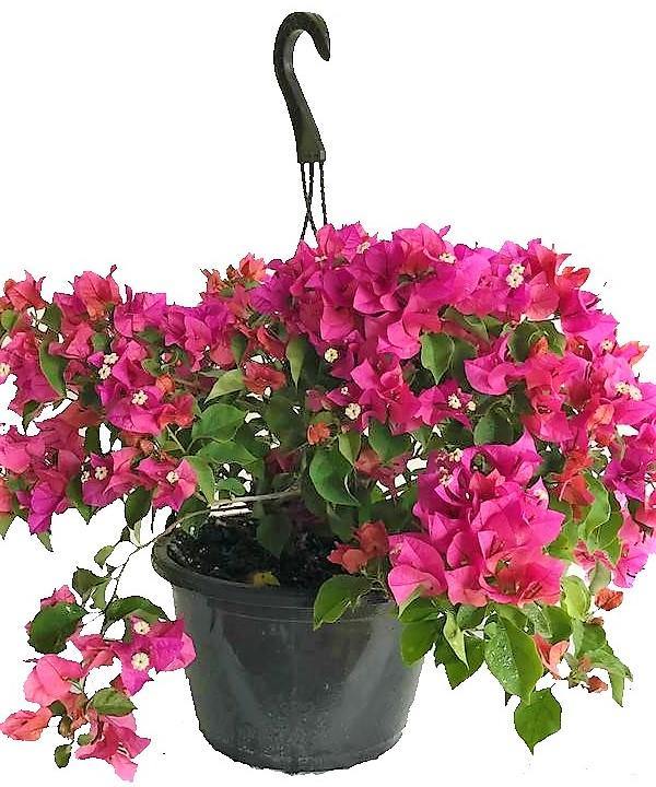Bougainvillea Pink Pixie - www.FOP.ae Buy online Best and Healthy Plants and quality products guarantee in Dubai Plants Shop in Dubai Abu Dhabi all over UAE Plants near me Fresh Plants in Dubai where to buy plants in UAE - FOP.ae