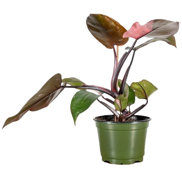 philodendron dubai Philodendron Pink Princess Dubai UAE best plant shop – FOP
