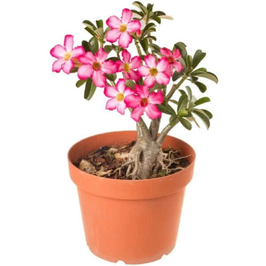Adenium Obesum, Desert Rose, وردة الصحراء - www.FOP.ae Buy online Best and Healthy Plants and quality products guarantee in Dubai Plants Shop in Dubai Abu Dhabi all over UAE Plants near me Fresh Plants in Dubai where to buy plants in UAE - FOP.ae