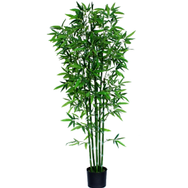 Bambusa multiplex, Chinese Dwarf Bamboo - www.FOP.ae Buy online Best and Healthy Plants and quality products guarantee in Dubai Plants Shop in Dubai Abu Dhabi all over UAE Plants near me Fresh Plants in Dubai where to buy plants in UAE - FOP.ae