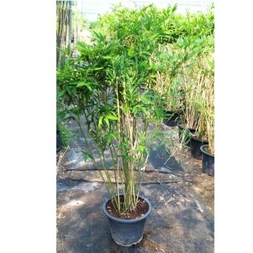 Bambusa multiplex, Chinese Dwarf Bamboo - www.FOP.ae Buy online Best and Healthy Plants and quality products guarantee in Dubai Plants Shop in Dubai Abu Dhabi all over UAE Plants near me Fresh Plants in Dubai where to buy plants in UAE - FOP.ae