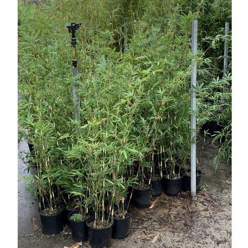 Bambusa multiplex, Chinese Dwarf Bamboo - www.FOP.ae Buy online Best and Healthy Plants and quality products guarantee in Dubai Plants Shop in Dubai Abu Dhabi all over UAE Plants near me Fresh Plants in Dubai where to buy plants in UAE - FOP.ae