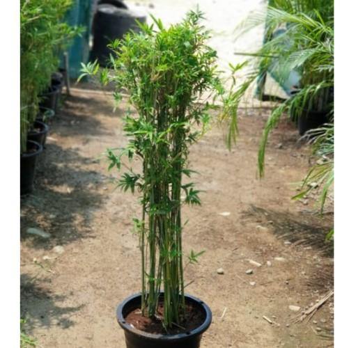 Bambusa multiplex, Chinese Dwarf Bamboo - www.FOP.ae Buy online Best and Healthy Plants and quality products guarantee in Dubai Plants Shop in Dubai Abu Dhabi all over UAE Plants near me Fresh Plants in Dubai where to buy plants in UAE - FOP.ae
