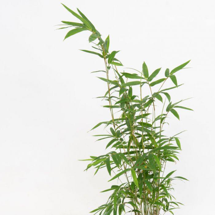 Bambusa multiplex, Chinese Dwarf Bamboo - www.FOP.ae Buy online Best and Healthy Plants and quality products guarantee in Dubai Plants Shop in Dubai Abu Dhabi all over UAE Plants near me Fresh Plants in Dubai where to buy plants in UAE - FOP.ae