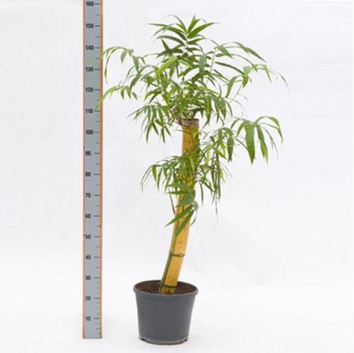 Bambusa vulgaris, Common Bamboo - www.FOP.ae Buy online Best and Healthy Plants and quality products guarantee in Dubai Plants Shop in Dubai Abu Dhabi all over UAE Plants near me Fresh Plants in Dubai where to buy plants in UAE - FOP.ae