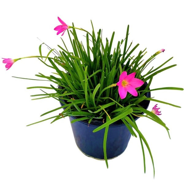 Rain Lily, Zephyr Lily, Zephyranthes Grandiflora, Lilly - www.FOP.ae Buy online Best and Healthy Plants and quality products guarantee in Dubai Plants Shop in Dubai Abu Dhabi all over UAE Plants near me Fresh Plants in Dubai where to buy plants in UAE - FOP.ae