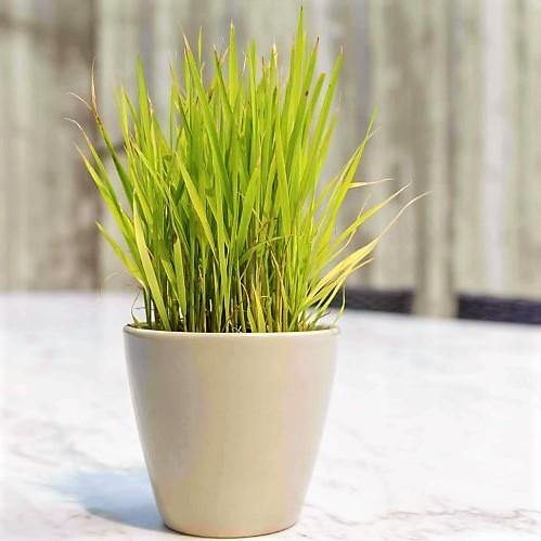 Lemon Grass, Cymbopogon Citratus - www.FOP.ae Buy online Best and Healthy Plants and quality products guarantee in Dubai Plants Shop in Dubai Abu Dhabi all over UAE Plants near me Fresh Plants in Dubai where to buy plants in UAE - FOP.ae