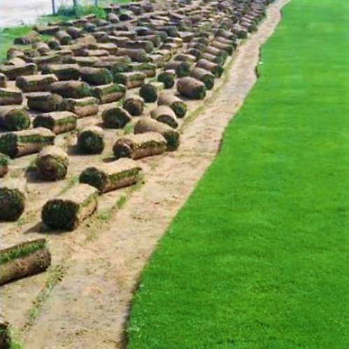 Natural Carpet Grass, Paspalium vaginatum - www.FOP.ae Buy online Best and Healthy Plants and quality products guarantee in Dubai Plants Shop in Dubai Abu Dhabi all over UAE Plants near me Fresh Plants in Dubai where to buy plants in UAE - FOP.ae