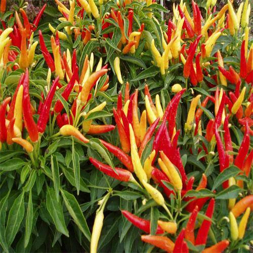 Ornamental Pepper Plant - www.FOP.ae Buy online Best and Healthy Plants and quality products guarantee in Dubai Plants Shop in Dubai Abu Dhabi all over UAE Plants near me Fresh Plants in Dubai where to buy plants in UAE - FOP.ae