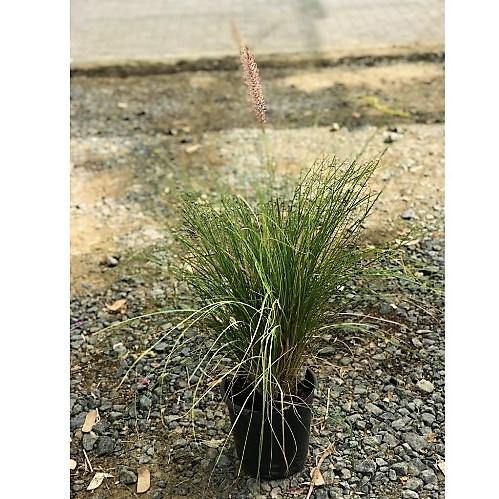 Pennisetum Setaceum, African Fountain Grass, Tender Fountain Grass - www.FOP.ae Buy online Best and Healthy Plants and quality products guarantee in Dubai Plants Shop in Dubai Abu Dhabi all over UAE Plants near me Fresh Plants in Dubai where to buy plants in UAE - FOP.ae