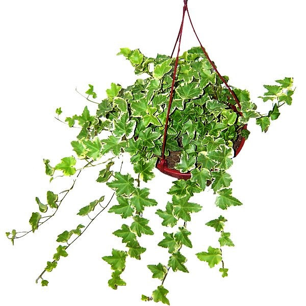 Hedera variegata, Variegated English Ivy - www.FOP.ae Buy online Best and Healthy Plants and quality products guarantee in Dubai Plants Shop in Dubai Abu Dhabi all over UAE Plants near me Fresh Plants in Dubai where to buy plants in UAE - FOP.ae
