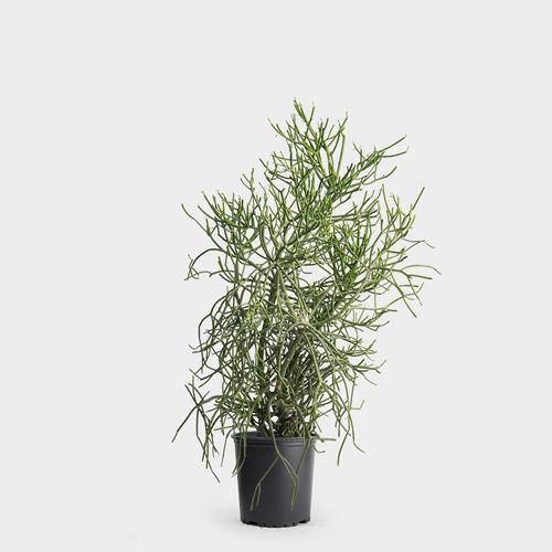 Euphorbia Tirucalli, Pencil Cactus - www.FOP.ae Buy online Best and Healthy Plants and quality products guarantee in Dubai Plants Shop in Dubai Abu Dhabi all over UAE Plants near me Fresh Plants in Dubai where to buy plants in UAE - FOP.ae
