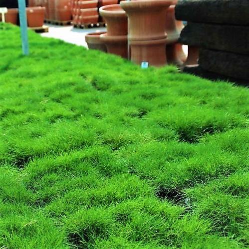Zoysia Japonica, Korean Lawn Grass - www.FOP.ae Buy online Best and Healthy Plants and quality products guarantee in Dubai Plants Shop in Dubai Abu Dhabi all over UAE Plants near me Fresh Plants in Dubai where to buy plants in UAE - FOP.ae