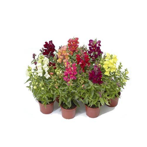 Antirrhium Majus, Snapdragon, Antirrhinum (small) - www.FOP.ae Buy online Best and Healthy Plants and quality products guarantee in Dubai Plants Shop in Dubai Abu Dhabi all over UAE Plants near me Fresh Plants in Dubai where to buy plants in UAE - FOP.ae