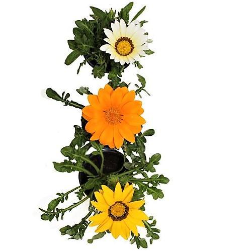 Gazania Flowering Plants - www.FOP.ae Buy online Best and Healthy Plants and quality products guarantee in Dubai Plants Shop in Dubai Abu Dhabi all over UAE Plants near me Fresh Plants in Dubai where to buy plants in UAE - FOP.ae