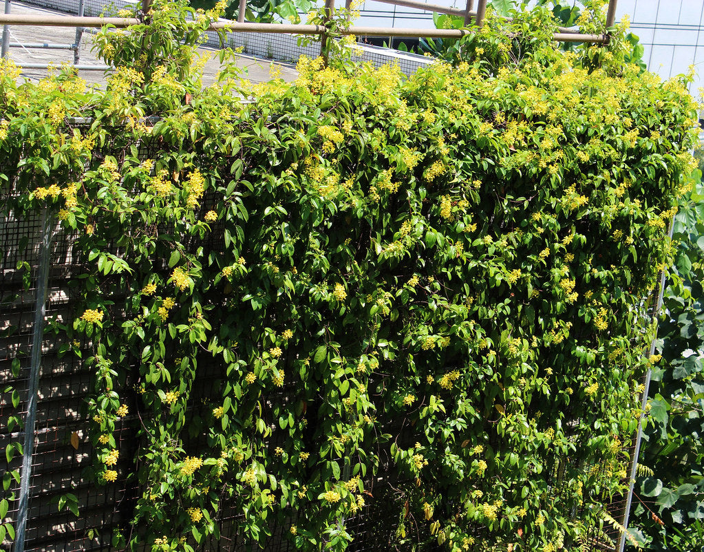 Tristellateia australasiae, Shower of Gold Climber - www.FOP.ae Buy online Best and Healthy Plants and quality products guarantee in Dubai Plants Shop in Dubai Abu Dhabi all over UAE Plants near me Fresh Plants in Dubai where to buy plants in UAE - FOP.ae