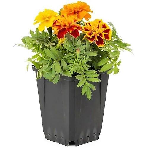 Marigold (small) - www.FOP.ae Buy online Best and Healthy Plants and quality products guarantee in Dubai Plants Shop in Dubai Abu Dhabi all over UAE Plants near me Fresh Plants in Dubai where to buy plants in UAE - FOP.ae