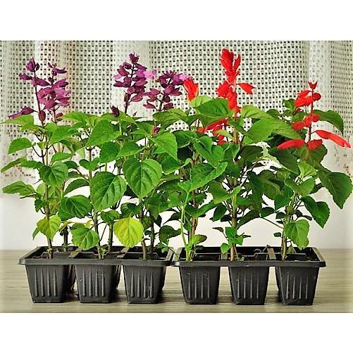 Sage of the diviners (small) - www.FOP.ae Buy online Best and Healthy Plants and quality products guarantee in Dubai Plants Shop in Dubai Abu Dhabi all over UAE Plants near me Fresh Plants in Dubai where to buy plants in UAE - FOP.ae