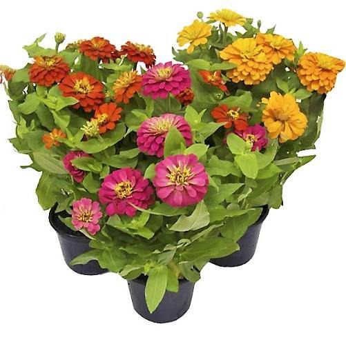Zinnia Flowers, Zinnia (small) - www.FOP.ae Buy online Best and Healthy Plants and quality products guarantee in Dubai Plants Shop in Dubai Abu Dhabi all over UAE Plants near me Fresh Plants in Dubai where to buy plants in UAE - FOP.ae