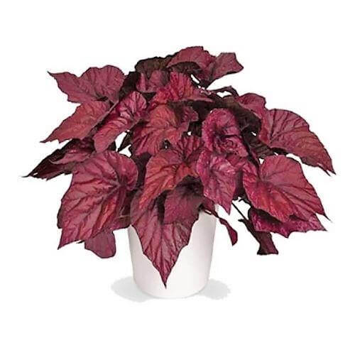 Acalypha wilkesiana, Tri Color - www.FOP.ae Buy online Best and Healthy Plants and quality products guarantee in Dubai Plants Shop in Dubai Abu Dhabi all over UAE Plants near me Fresh Plants in Dubai where to buy plants in UAE - FOP.ae