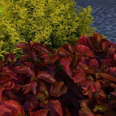 Acalypha wilkesiana, Tri Color - www.FOP.ae Buy online Best and Healthy Plants and quality products guarantee in Dubai Plants Shop in Dubai Abu Dhabi all over UAE Plants near me Fresh Plants in Dubai where to buy plants in UAE - FOP.ae