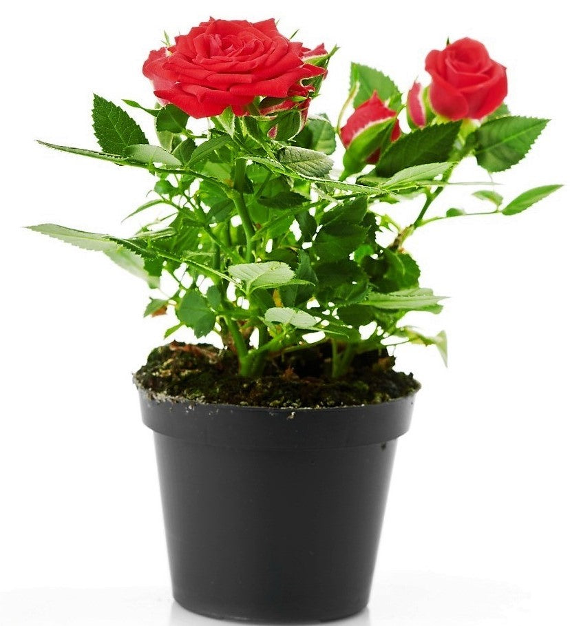 Rose Plant Indoor - www.FOP.ae Buy online Best and Healthy Plants and quality products guarantee in Dubai Plants Shop in Dubai Abu Dhabi all over UAE Plants near me Fresh Plants in Dubai where to buy plants in UAE - FOP.ae