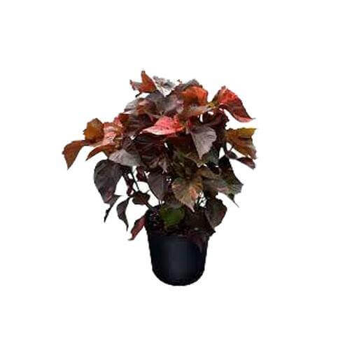 Acalypha wilkesiana, Tri Color - www.FOP.ae Buy online Best and Healthy Plants and quality products guarantee in Dubai Plants Shop in Dubai Abu Dhabi all over UAE Plants near me Fresh Plants in Dubai where to buy plants in UAE - FOP.ae