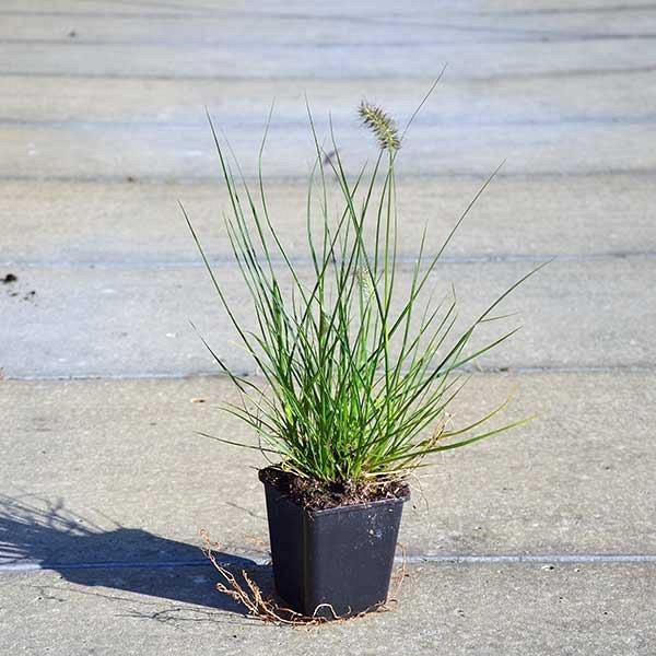 Pennisetum alopecuroides, Chinese fountain grass - www.FOP.ae Buy online Best and Healthy Plants and quality products guarantee in Dubai Plants Shop in Dubai Abu Dhabi all over UAE Plants near me Fresh Plants in Dubai where to buy plants in UAE - FOP.ae