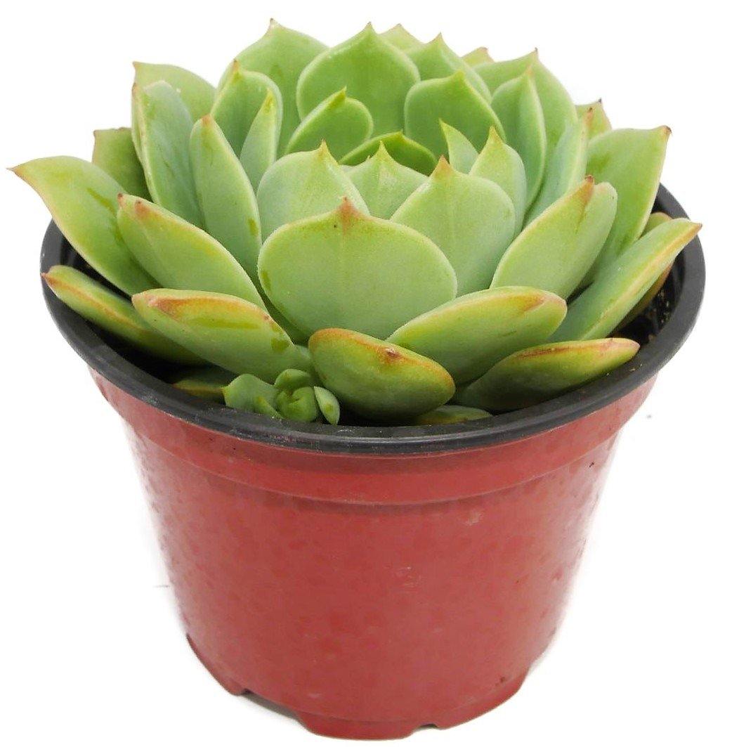 succulent plants dubai Echeveria succulent Dubai UAE best online Plants – FOP