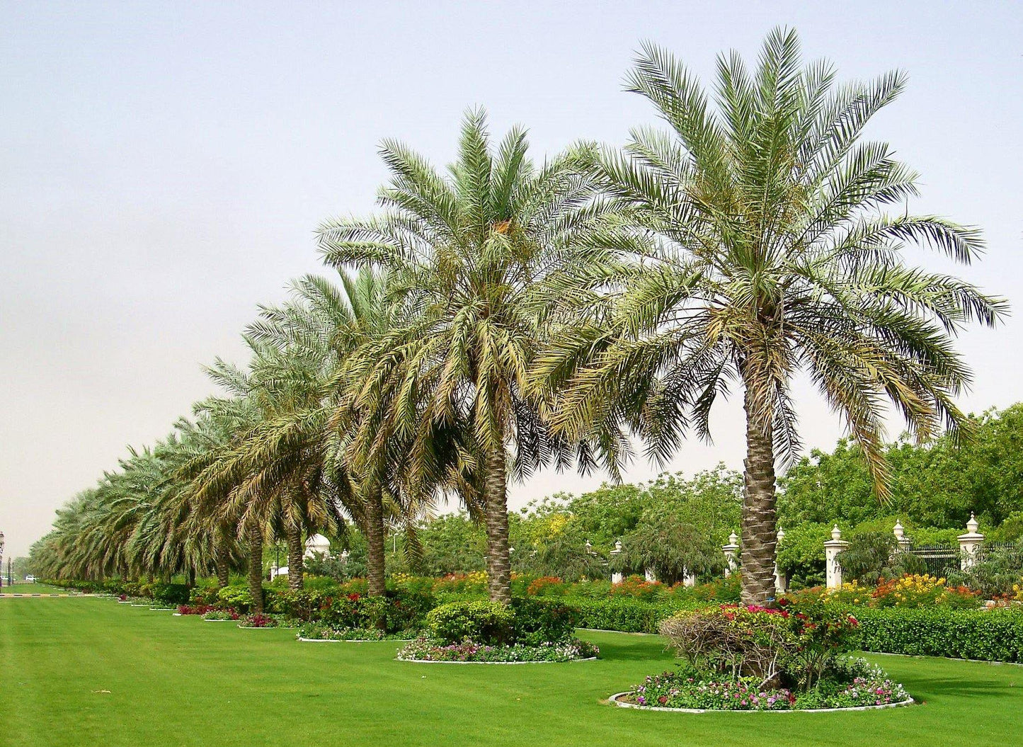 Date Palm, Phoenix Dactylifera - www.FOP.ae Buy online Best and Healthy Plants and quality products guarantee in Dubai Plants Shop in Dubai Abu Dhabi all over UAE Plants near me Fresh Plants in Dubai where to buy plants in UAE - FOP.ae
